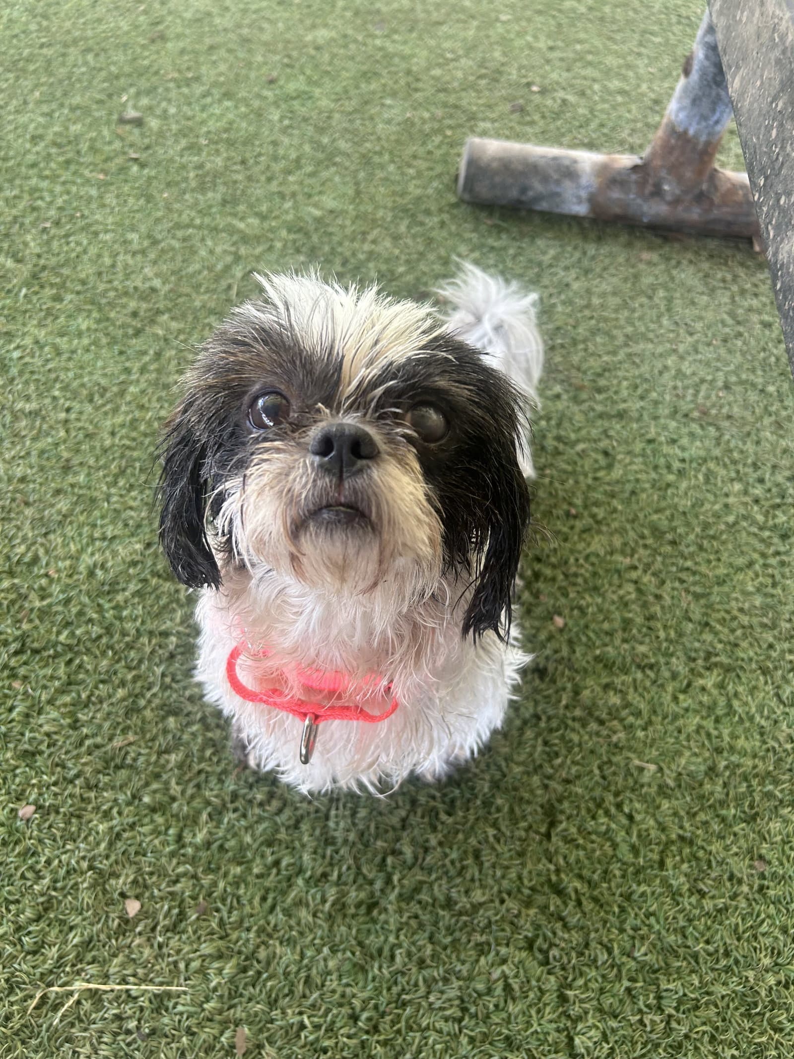 Quinn - Shih Tzu