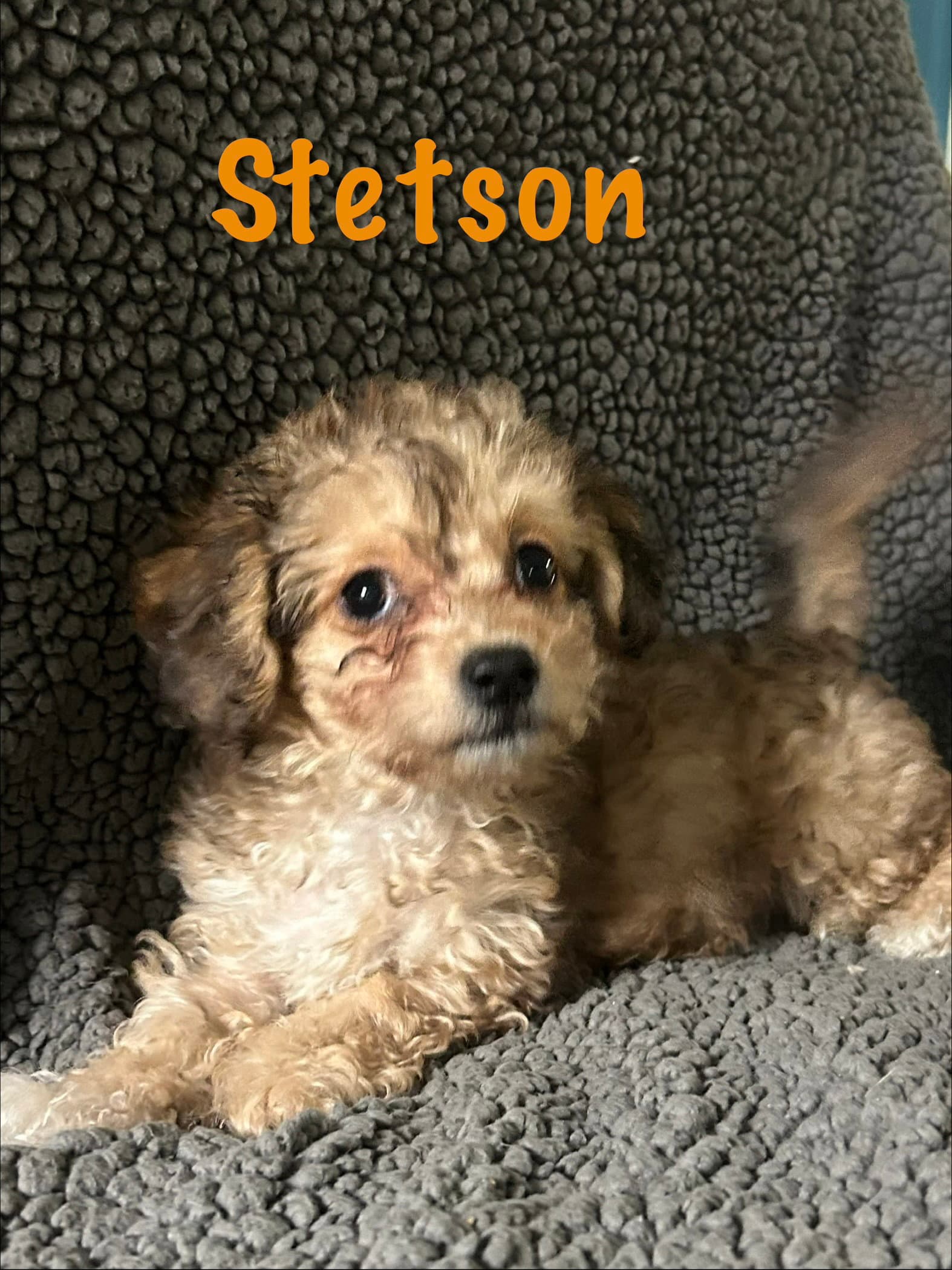 Stetson - Poodle (Miniature)