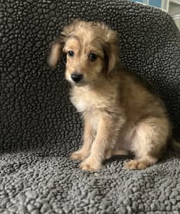 Samson image 2