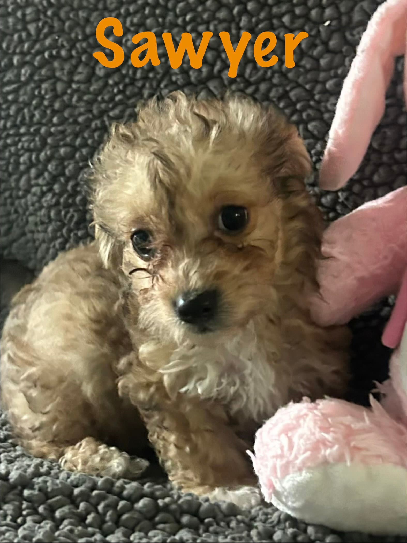 Sawyer - Poodle (Miniature)