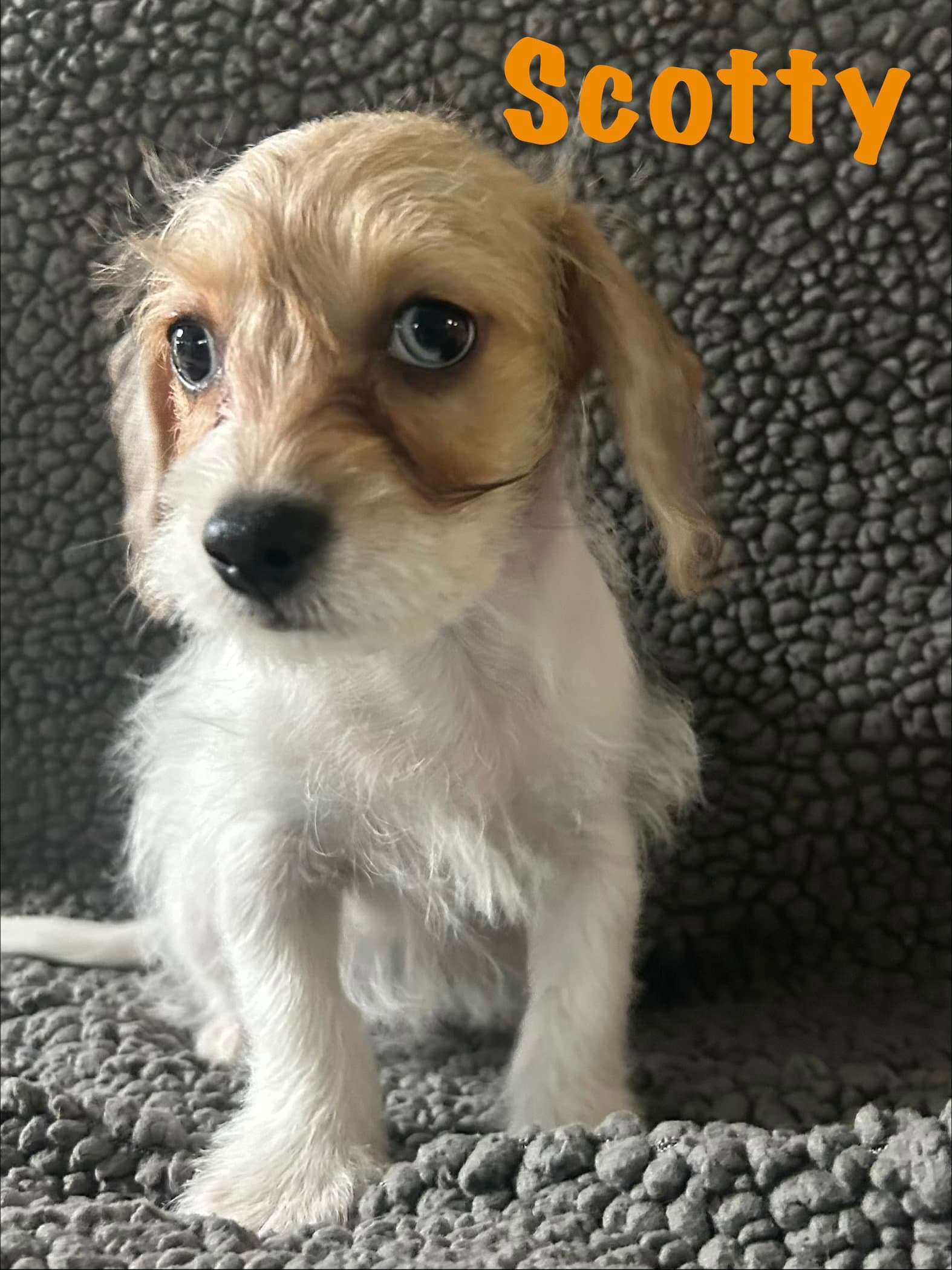 Scotty - Poodle (Miniature)