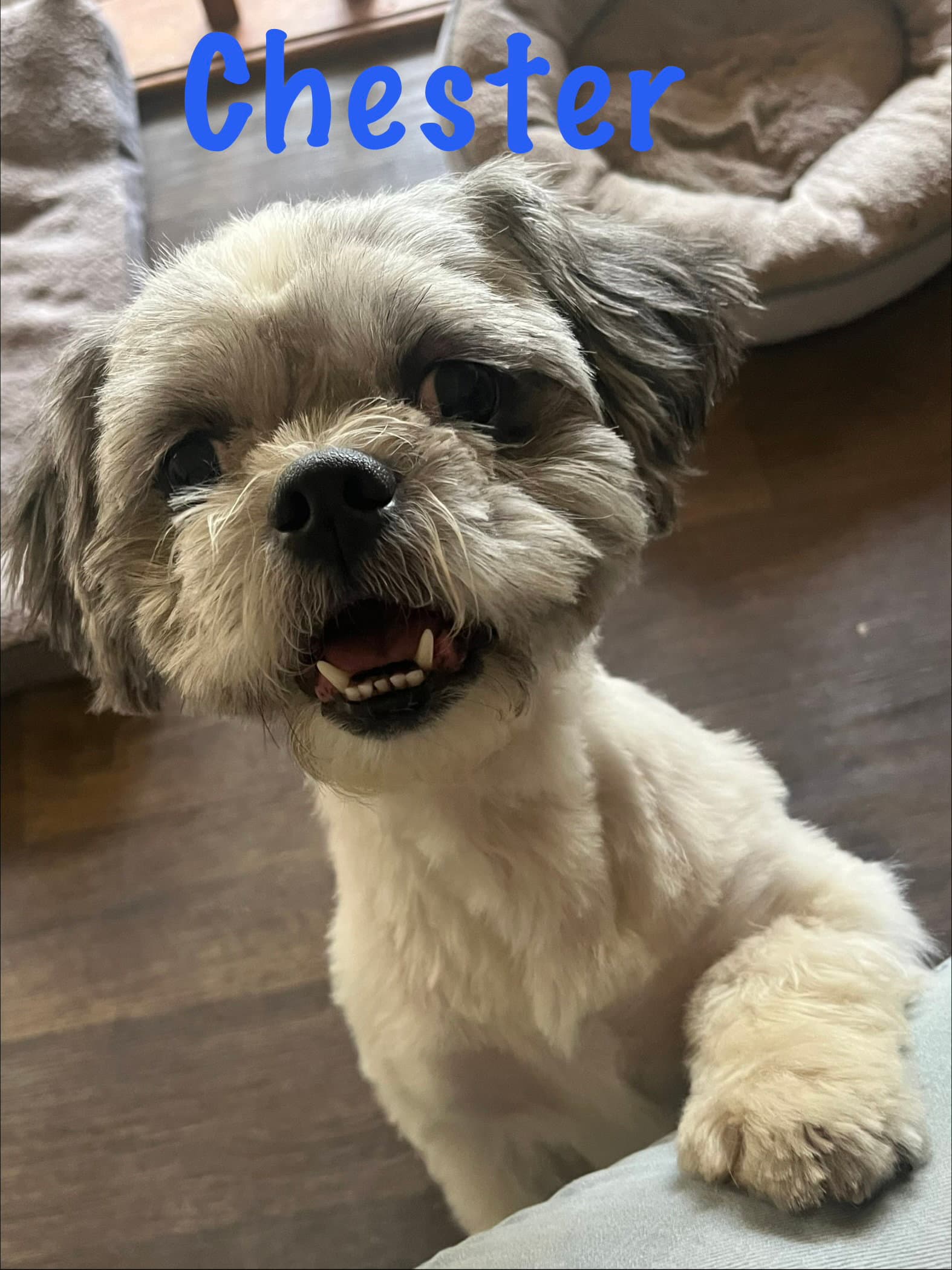 Chester