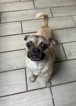 Pugs Bunny image 4