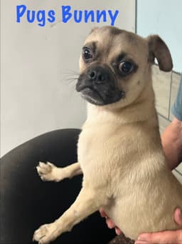 Pugs Bunny image 1