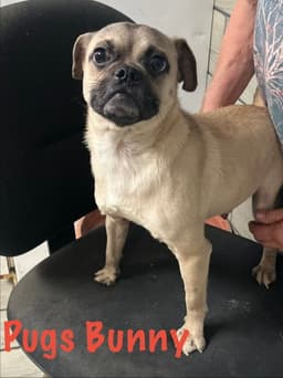 Pugs Bunny image 2