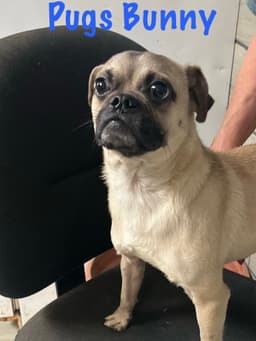 Pugs Bunny image 3