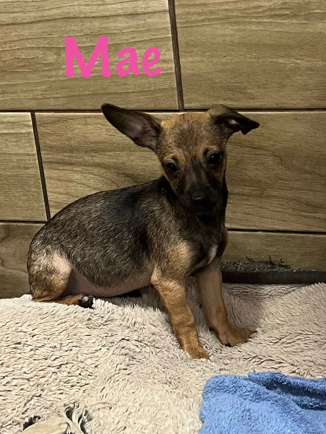 Mae - Chihuahua