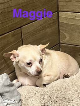 Maggie image 1