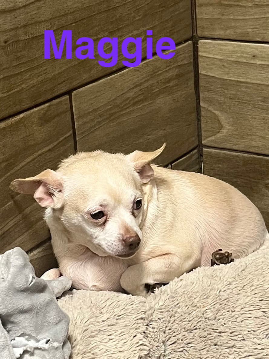 Maggie - Chihuahua