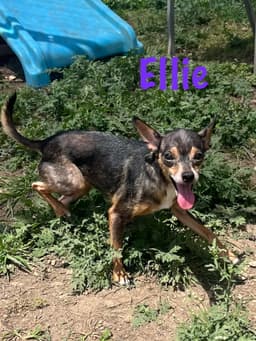 Ellie image 1