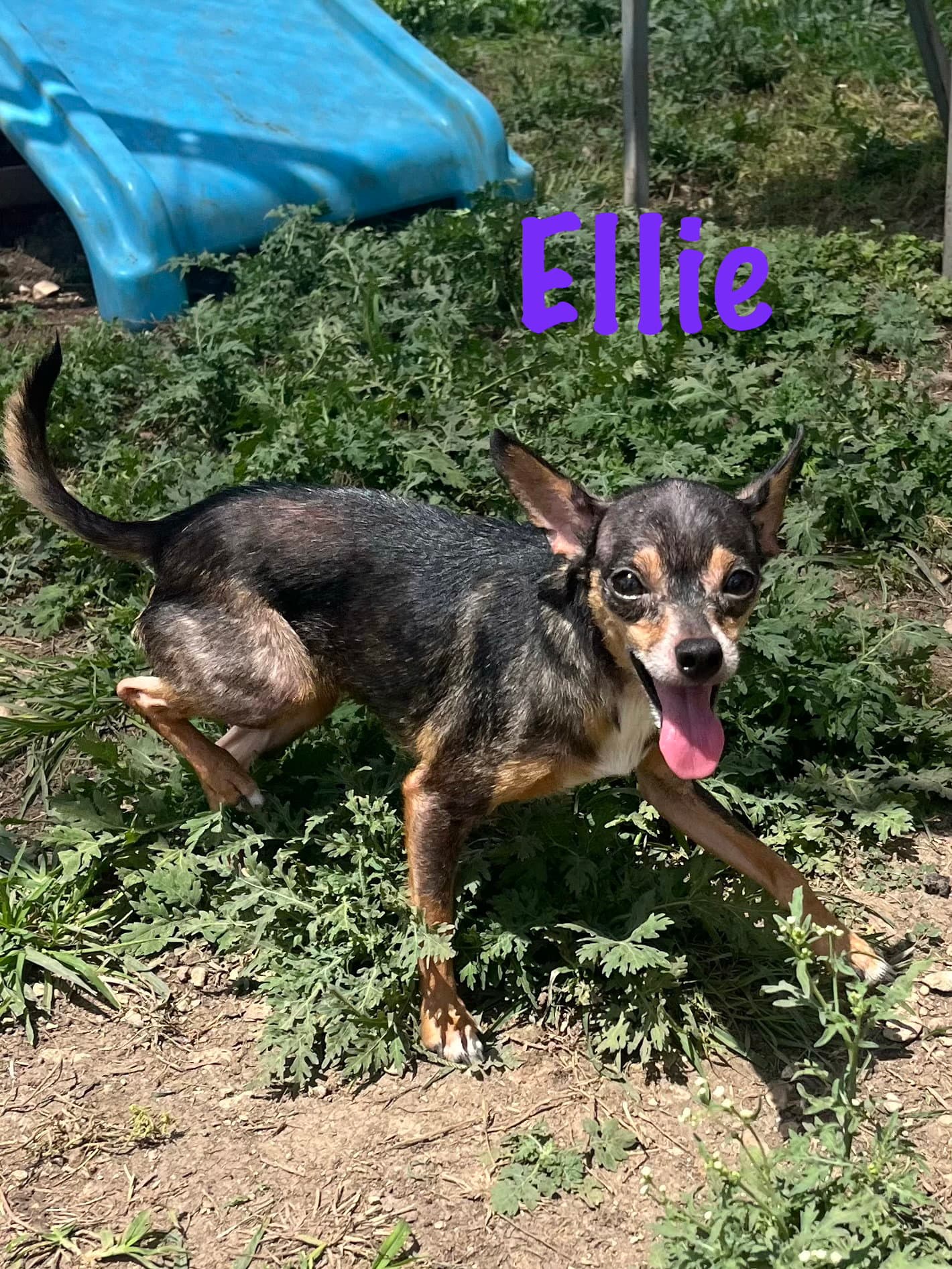Ellie - Chihuahua