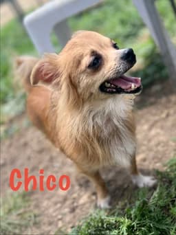 Chico image 1