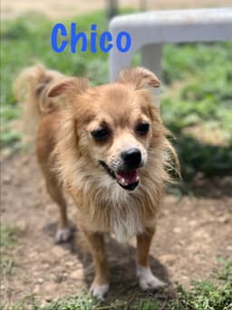 Chico image 2