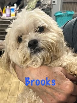 Brooks image 1