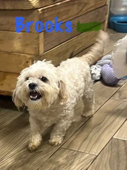 Brooks image 3