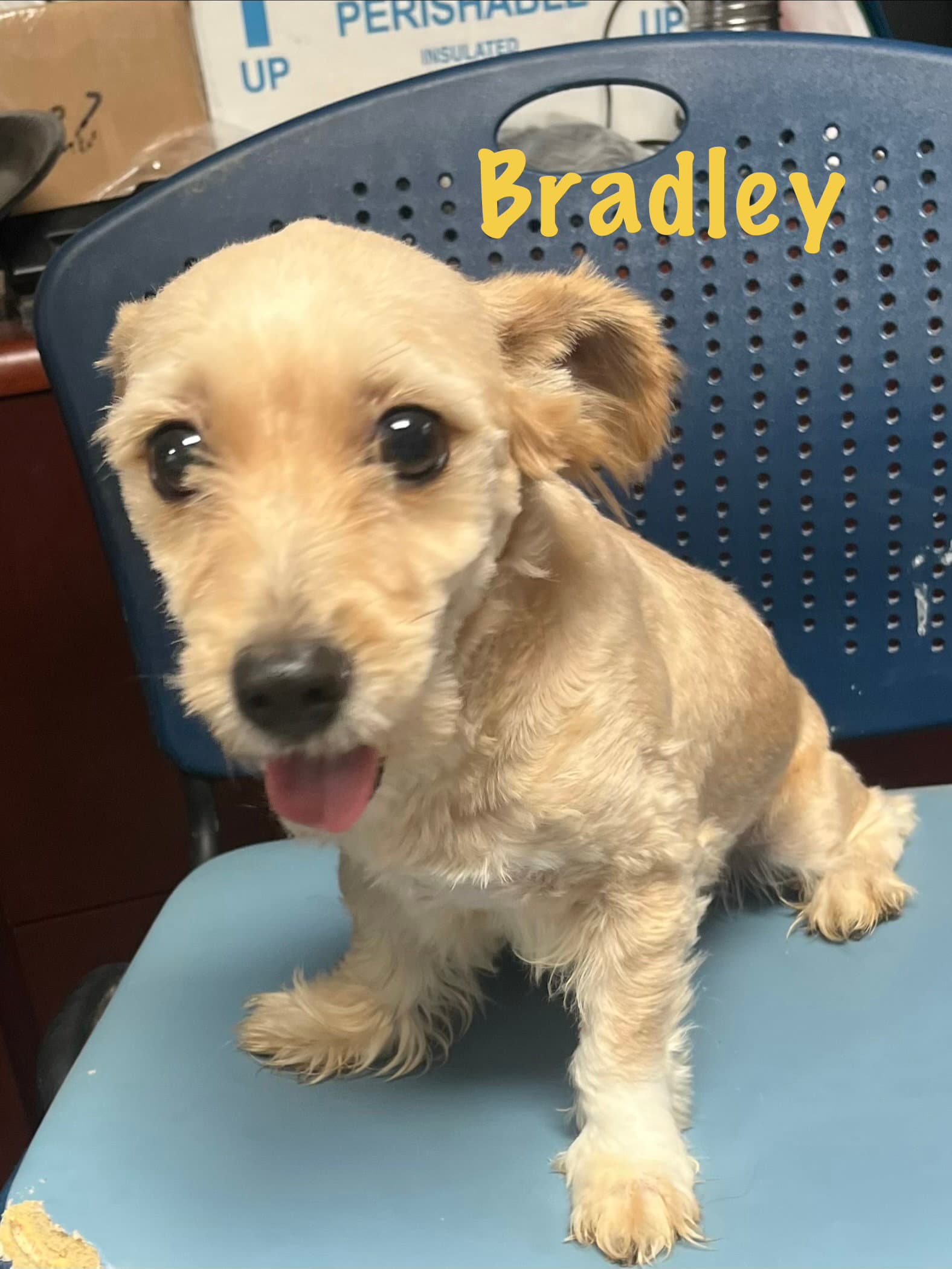 Bradley - Terrier