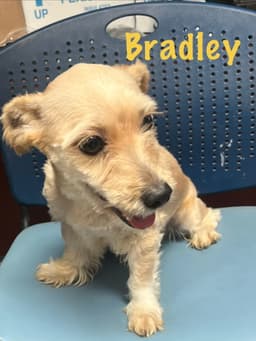 Bradley image 2
