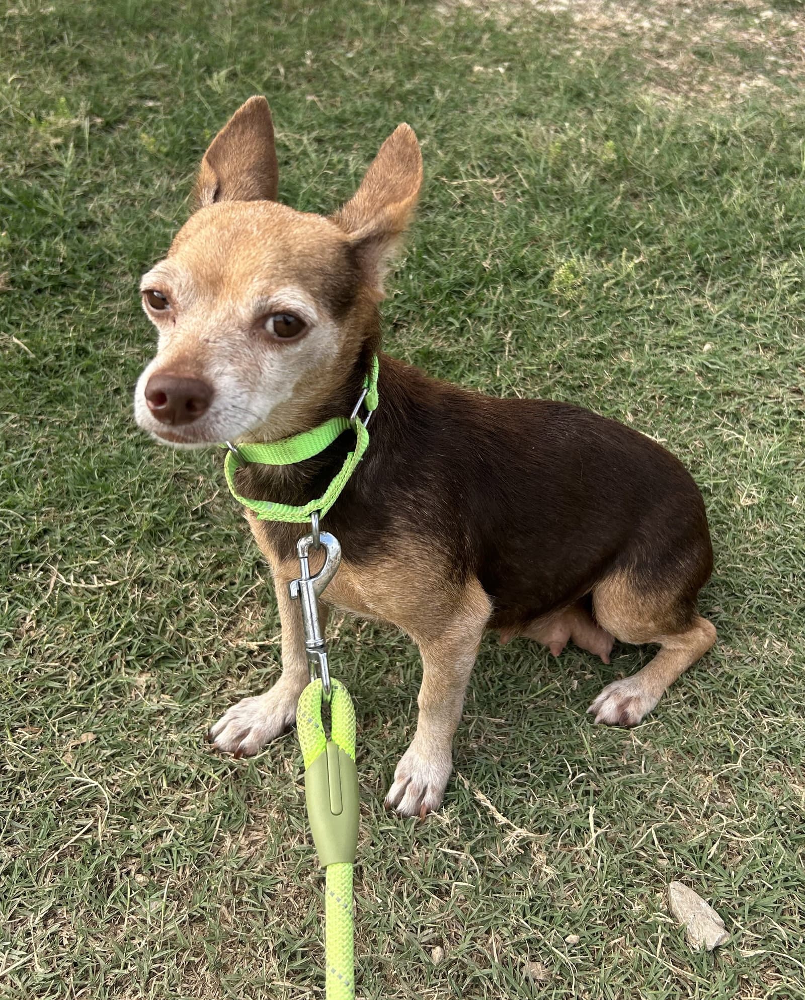 Evie - Chihuahua