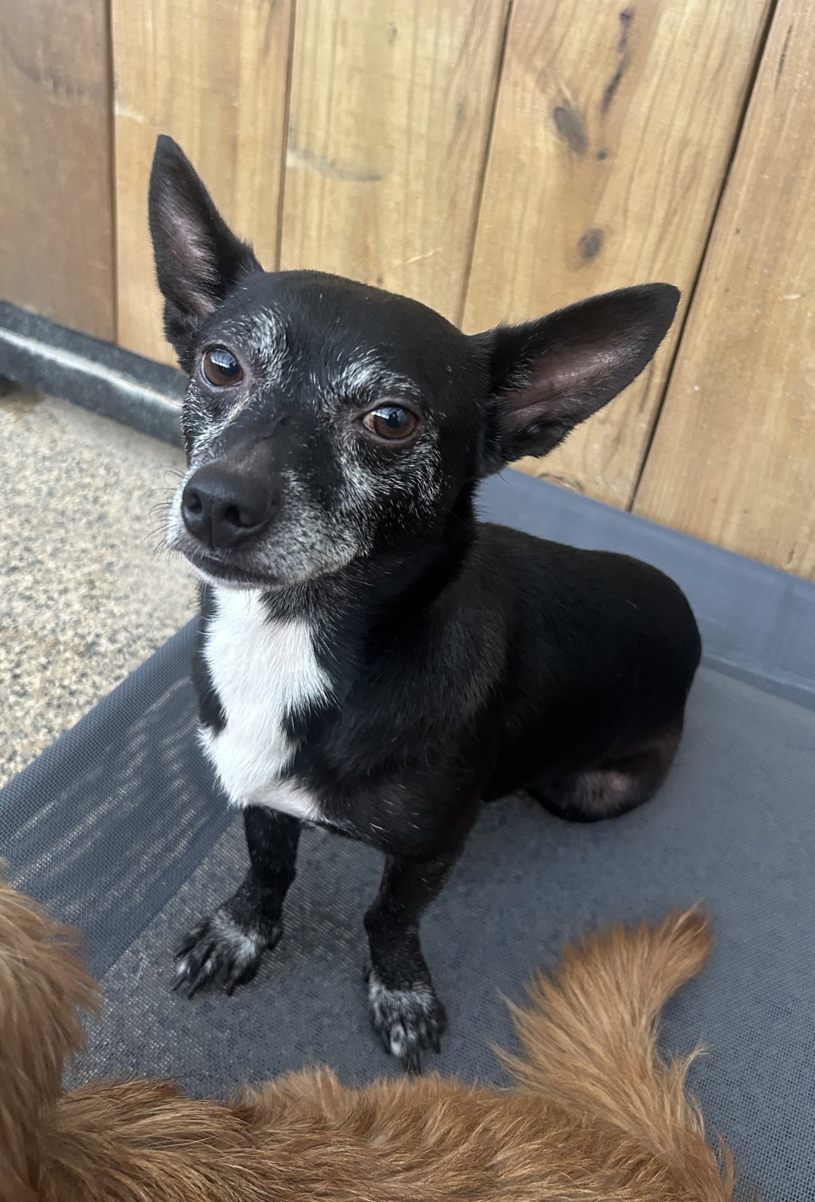 Willie - Chihuahua