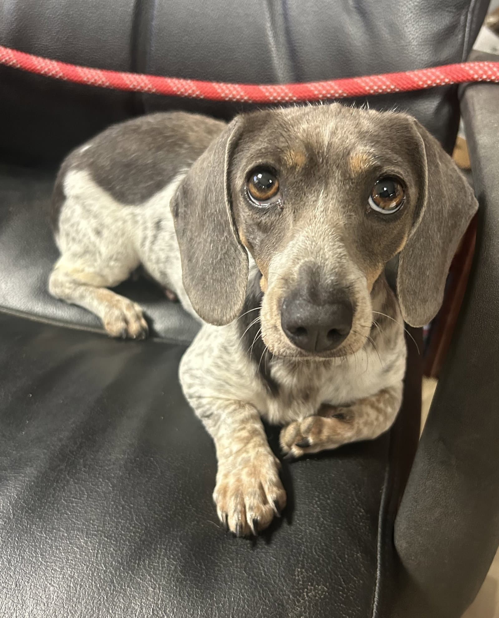 Henny Penny - Dachshund