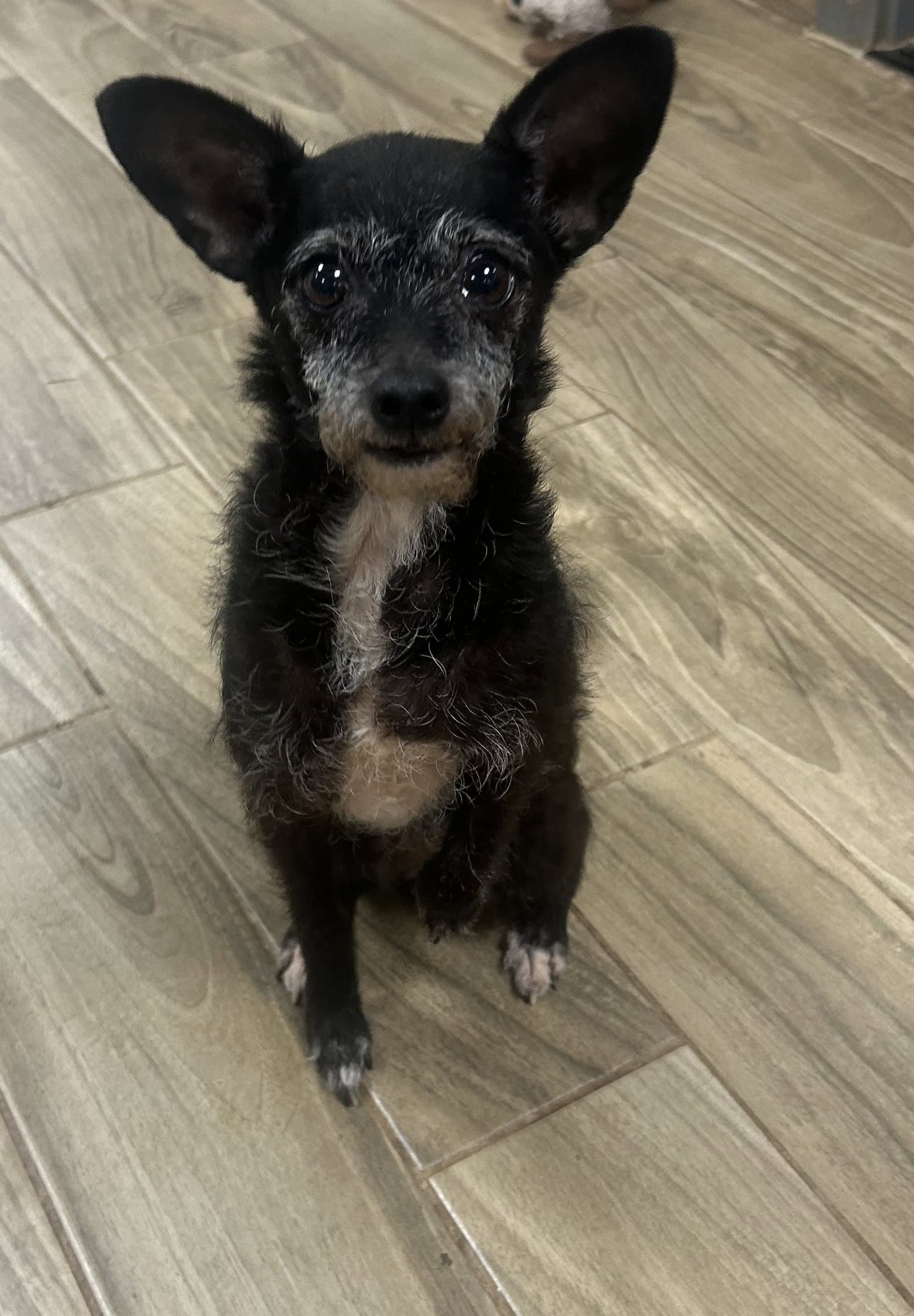Peewee - Terrier