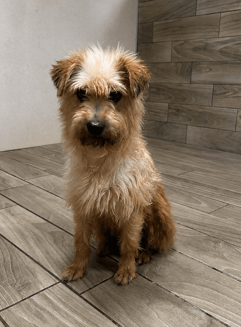 Hannah - Terrier