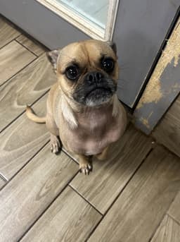 Gus image 4