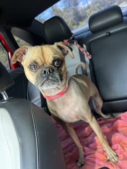 Gus image 1