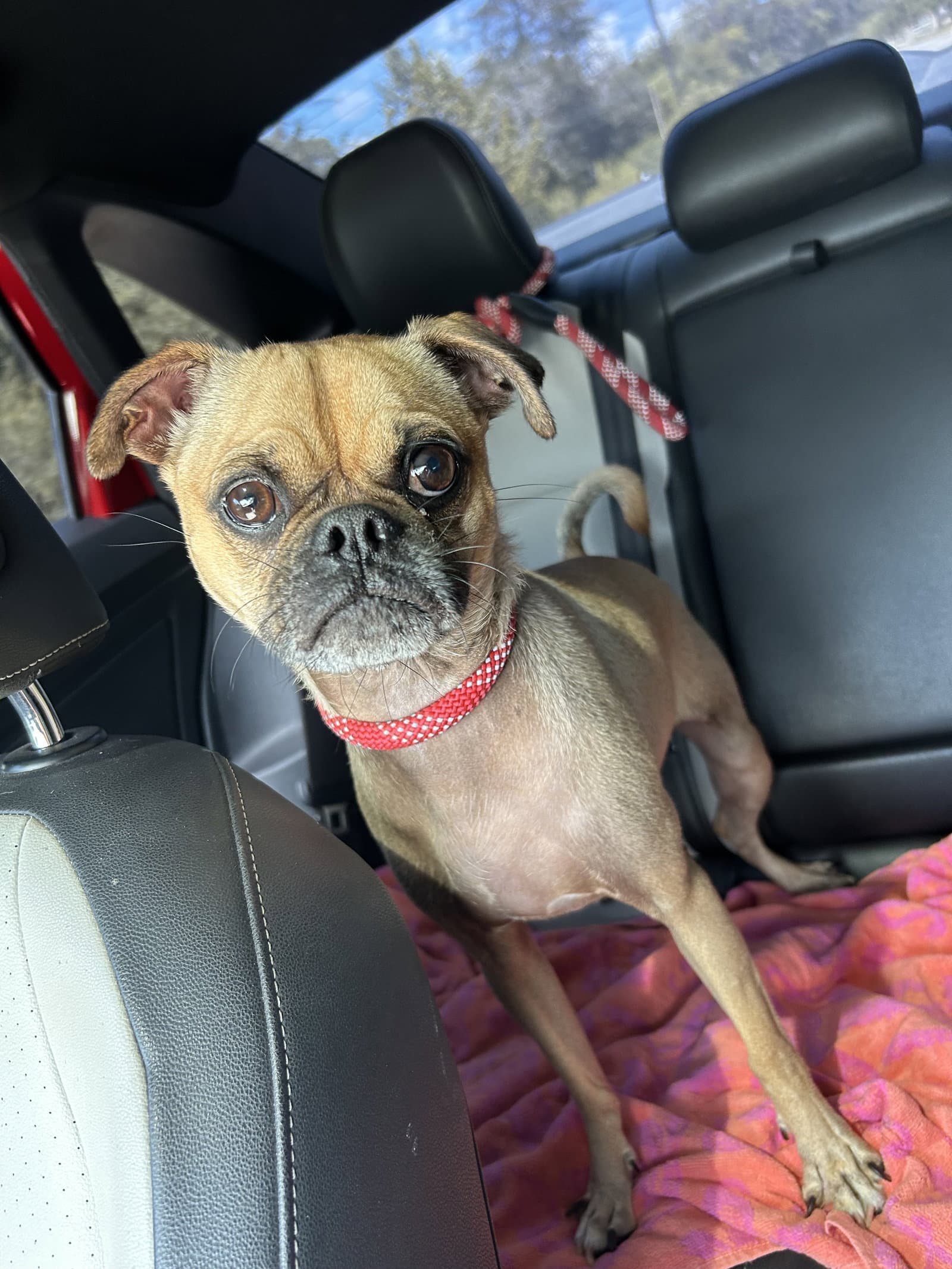 Gus