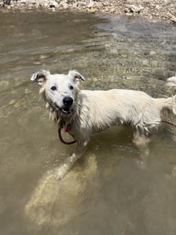 Dixie image 2