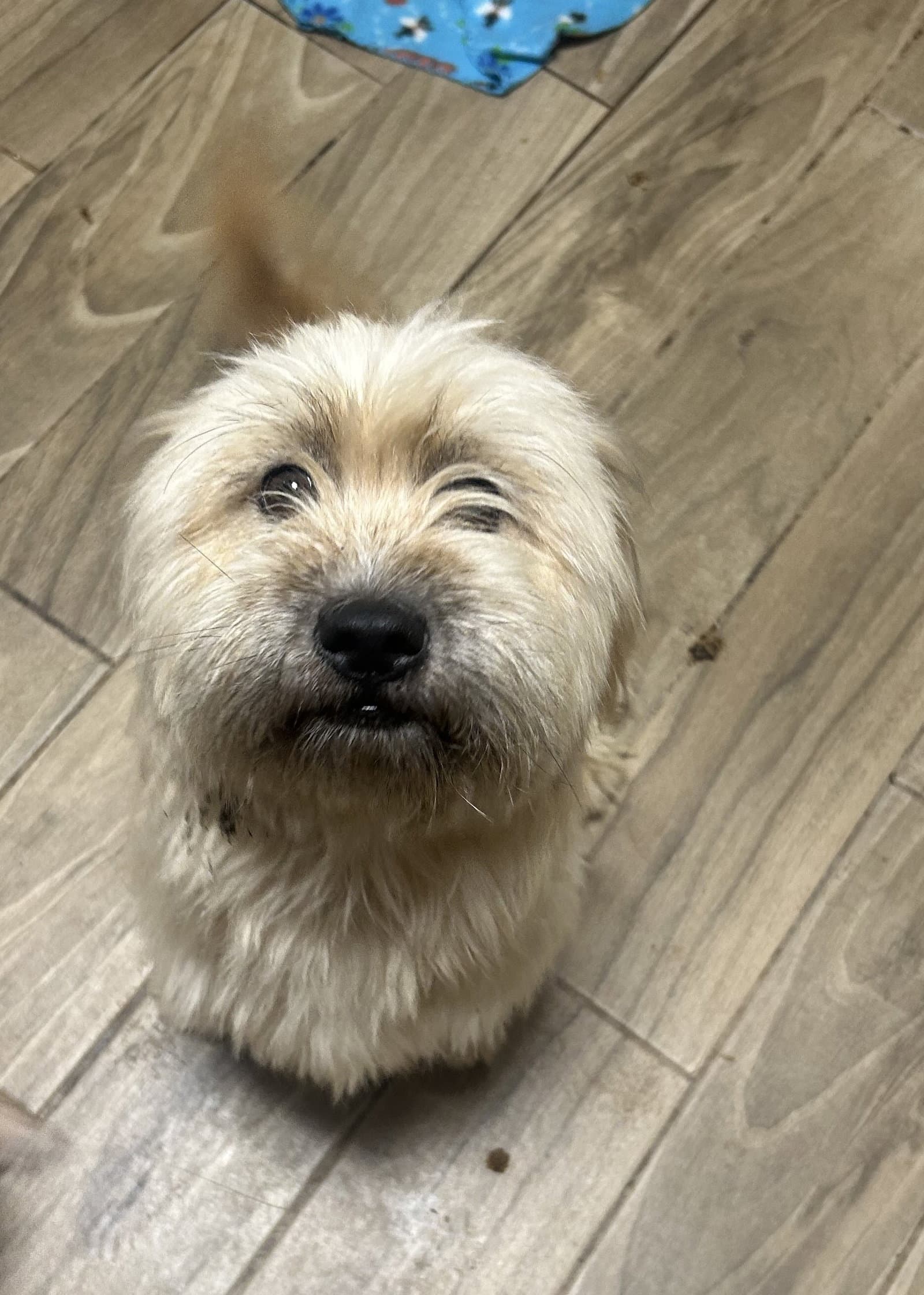 Sayde - Lhasa Apso