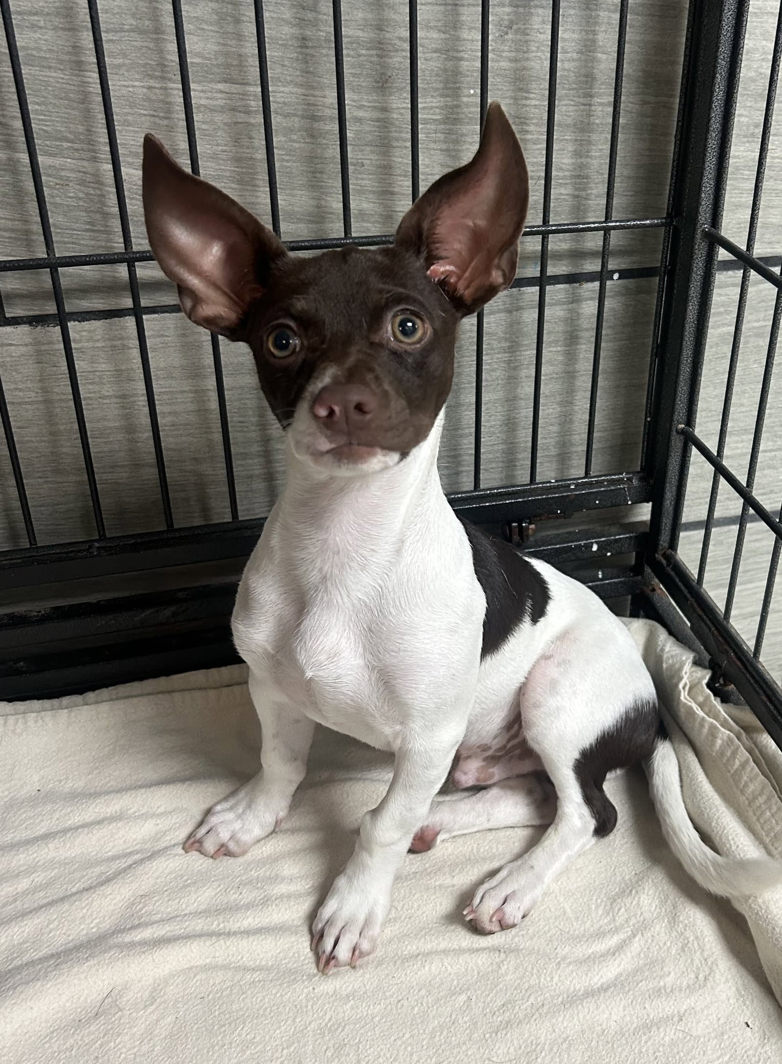 Sylvester - Rat Terrier