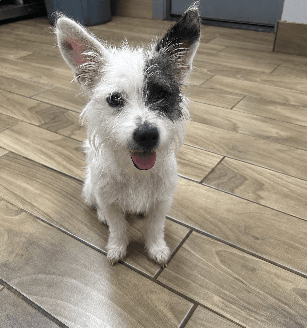 Sushi - Jack Russell Terrier