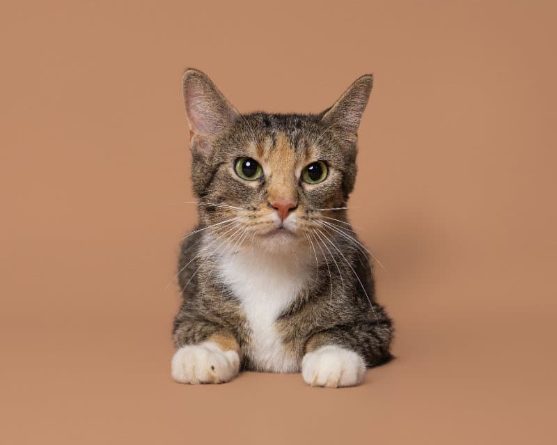 Vermont - Domestic Short Hair