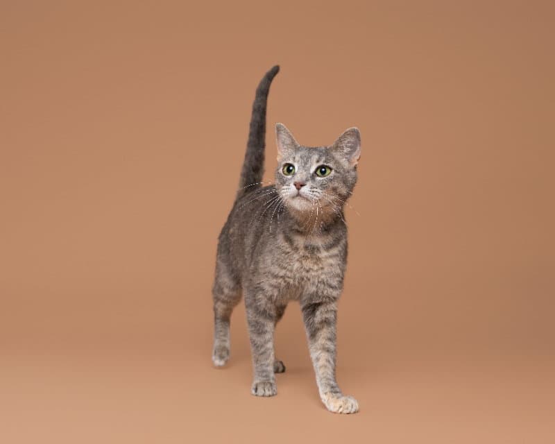 North - Domestic Short Hair