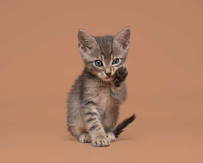 Able - Domestic Short Hair
