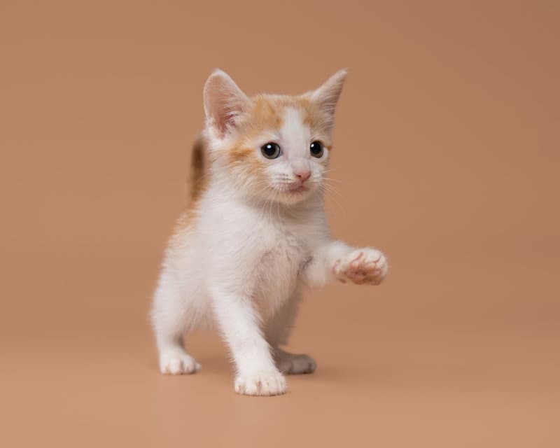 Lighthouse - Domestic Short Hair