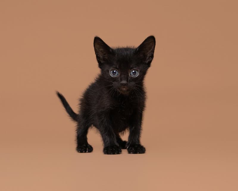 Orbiter - Domestic Short Hair