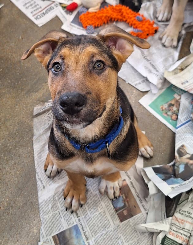 Hansel - Shepherd