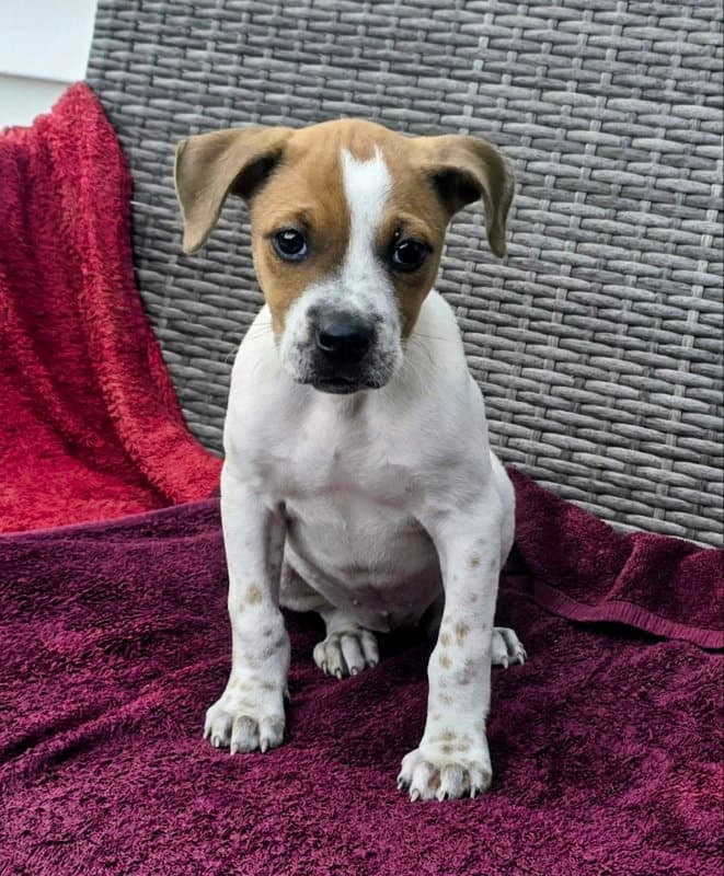 Jubilee - Staffordshire Bull Terrier