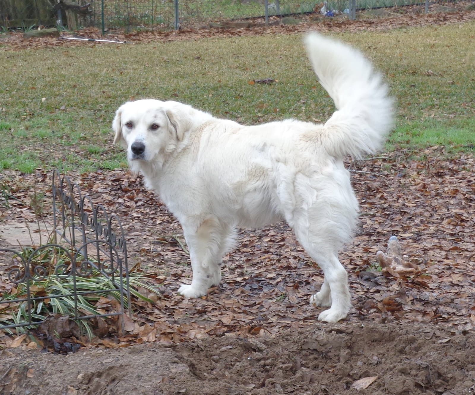 Al Pacino - Great Pyrenees