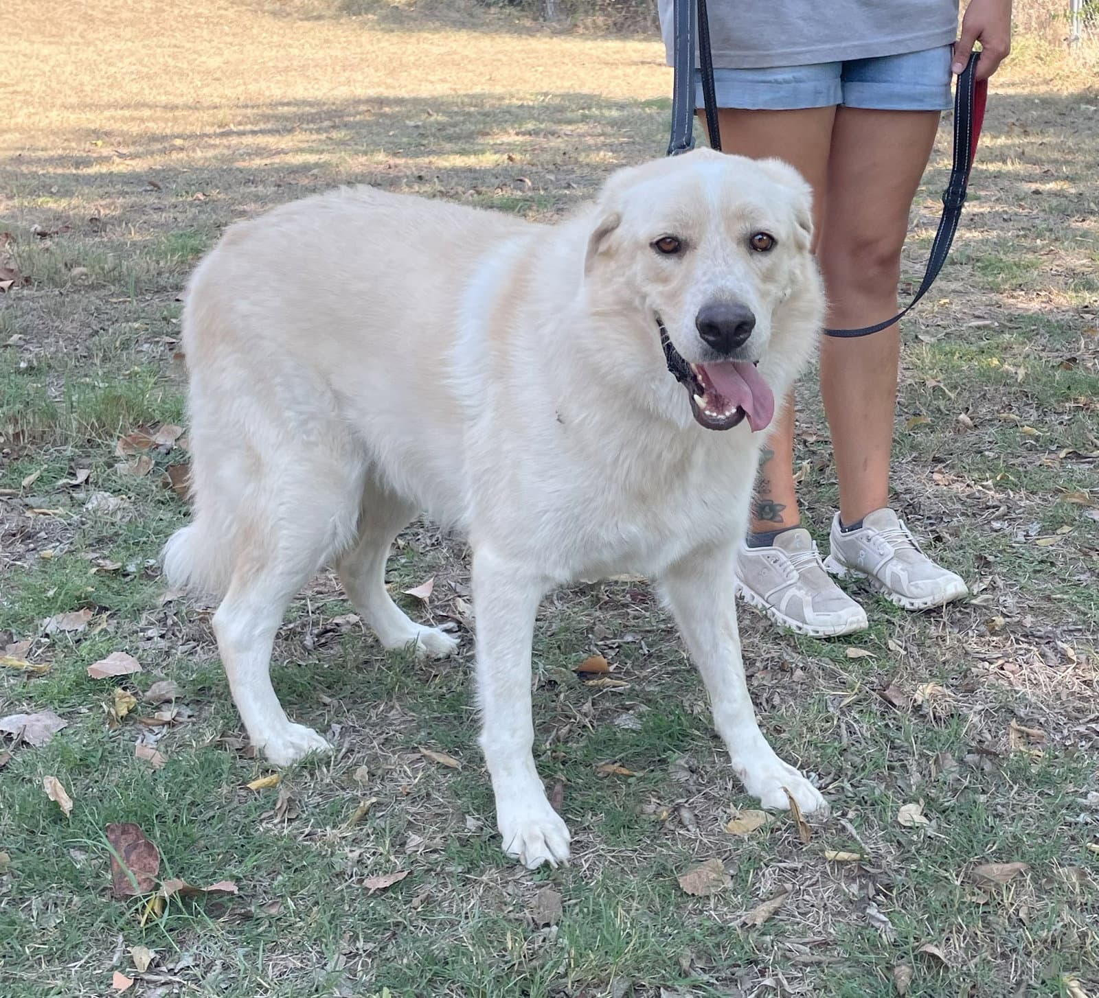 Ollie - Great Pyrenees