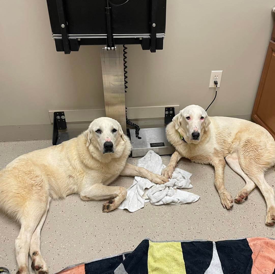 Katy - Great Pyrenees