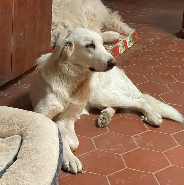 Corra Linn - Great Pyrenees