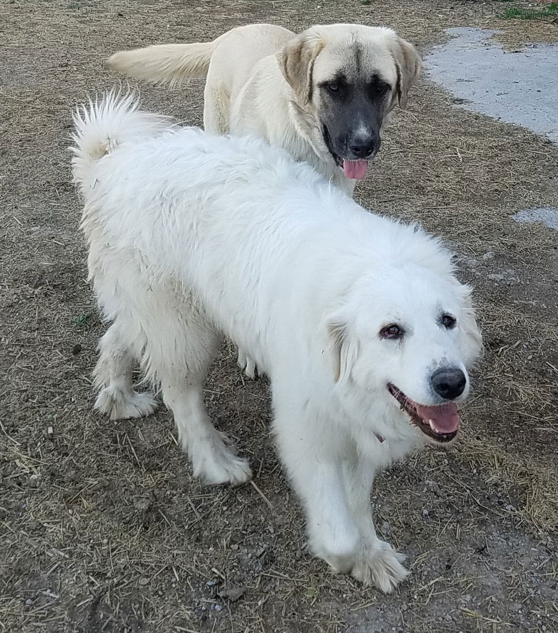 Candy Cane - Great Pyrenees