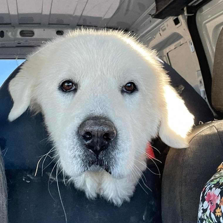 Titan - Great Pyrenees