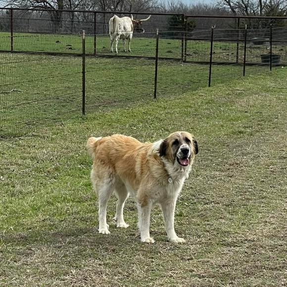 Hannah - Great Pyrenees