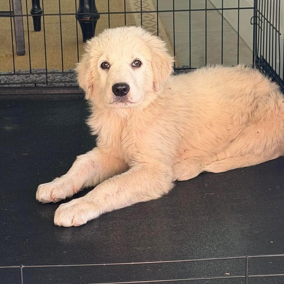 Clover - Great Pyrenees
