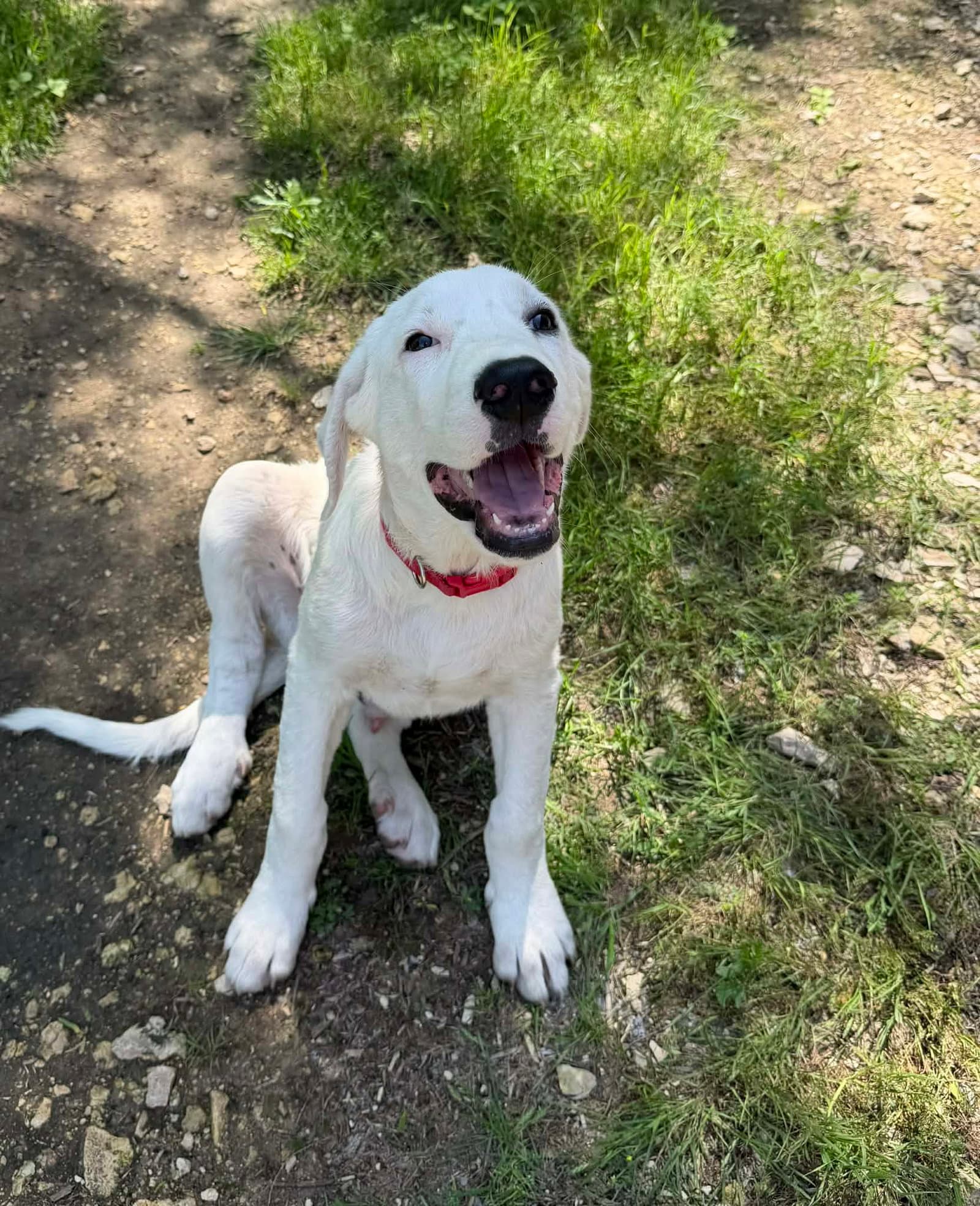 Lucky - Great Pyrenees