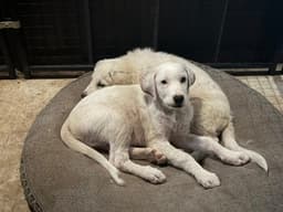 Lucky image 3